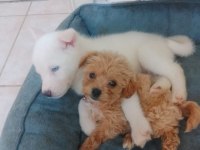 6 aylık dişi maltipoo