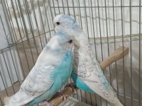 Muhabbet kuşu takım