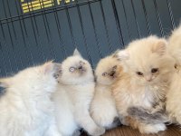 EN GÜZEL BRITISH SHORTHAIR YAVRULARI BURADA