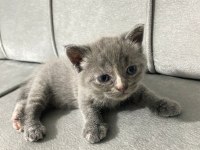British shorthair cins minikler