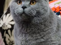 Güzel british shorthair kızlar yeni yuvalarını arıyorlar
