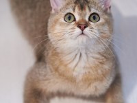 KIVIRCIK TÜYLÜ BRİTİSH KEDİLER