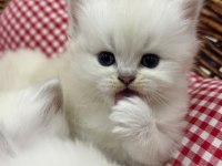 British longhair yavru kedimiz