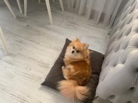 Pomeranian toy poodle takas