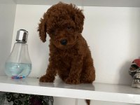Wc eğitimli orjinal poodle yavrum