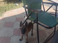 Safkan Belçika Kurdu Yavrular