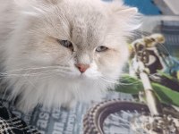 EŞLEME/SAHİPLENME, ORİJİNAL, SAF IRK BİR BABA KEDİMİZ