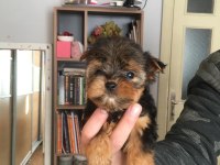 Sıfır numara bardak boy yorkshire terrier