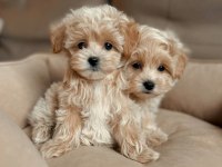En İyisine Sahip Olmak İçin Maltipoo Yavrular