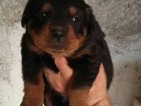 Rottweiler Erkek Ve Dişi İzmir