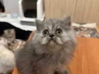 British Longhair ve İran Chinchilla