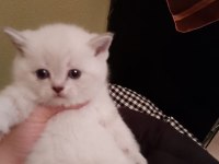 Çok tatlı safkan blue point british shorthair yavrumuz