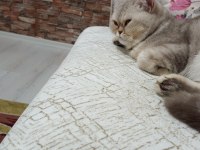British longhair kedim
