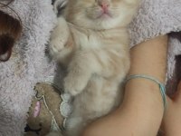 2 aylık 2 dişi ve 1 erkek british shorthair yavrular
