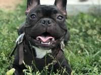 5 yaşında french bulldog