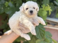 Sevimli pamuk Maltese Terrier
