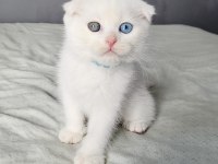 Scottish Fold Oddeyes