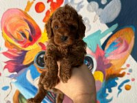 ZİYARETE AÇIK ERKEK DİŞİ POODLE BEBEKLER
