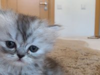 1,5 aylık british longhair