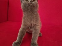 2.5 aylık ve 3.5 aylık british shorthair