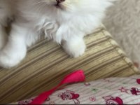 British longhair ve shorthair yavrularımız