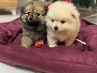 Pomeranian bebelerimiz