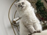 11 aylık british longhair