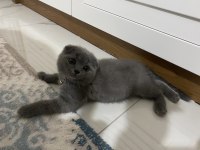 2 buçuk aylık miniklerim scottish fold