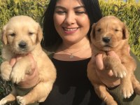 Baby face golden retriever yavrularım