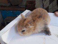 Safkan Hollanda dwarf rabist cüce tavşanlar