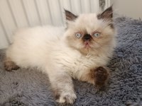 İRAN KEDİSİ SAFKAN