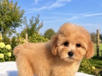 MİNİ BOY MALTİPOO OĞLUMUZ