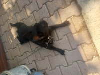 FRENCH BULLDOG 1 YAŞINDA