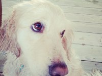 Ömürlük yuva golden retriever