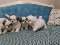 A kalite shih tzu