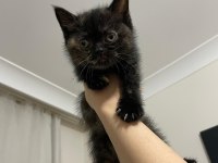 Mükemmel blue point ve british shorthair yavrular