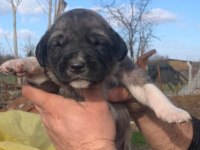 KANGAL YAVRU DEVLER YİNE MEYDANLARDA