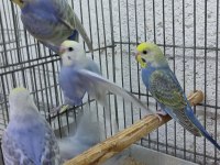 RAİNBOW MUHABBET KUŞU ADANA ÇUKUROVA