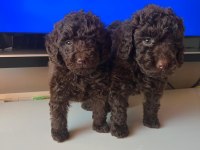 Sevimli toy poodle yavrular