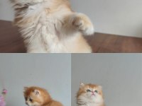 Küçük british longhair paşaya yuva arıyoruz