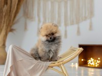 Mersin pomeranian yavru köpeğimiz