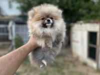 Sağlık ve ırk garantili pomeranian boo yavrularımız