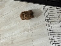 Eğitimli poodle
