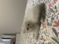 Scottish fold blue point dişi