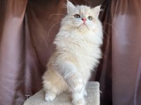 Krem rengi british longhair yakışıklı
