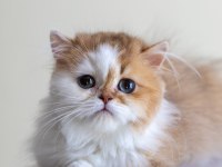 3 Aylık Safkan British Longhair Bicolor By11 03