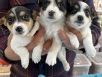 Küçük Irk Kisa Bacak Maskeli̇ Jack Russel Yavrular
