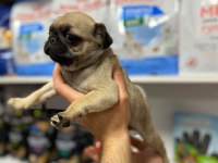  SAF KAN PUG MOPS YAVRULAR 