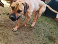 Presa Canario bakamıyorum hastalıklar var o yüzden veriyorum