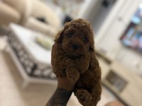 DİŞİ DARK RED MİKRO KORE MÜKEMMEL ANATOMİ POODLE